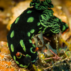 Nembrotha kubaryana nudibranch, black with green spots, vertical, Misool, Raja Ampat, Indonesia