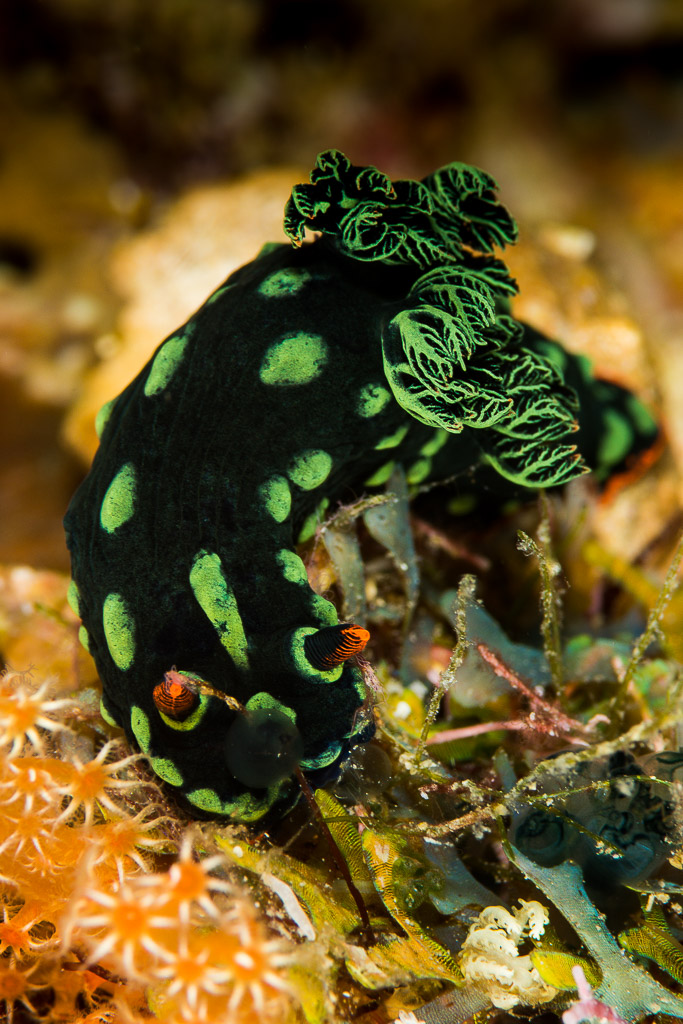 Nembrotha kubaryana nudibranch, black with green spots, vertical, Misool, Raja Ampat, Indonesia
