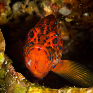 Coral hind facing the camera from a reef hole, Misool, Raja Ampat, Indonesia