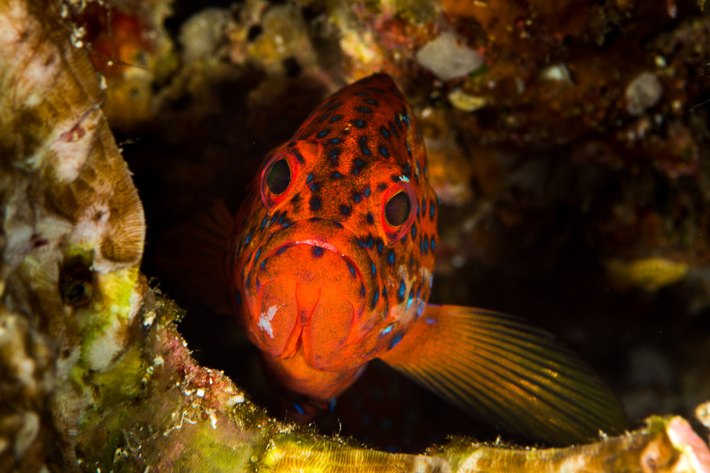 Coral hind facing the camera from a reef hole, Misool, Raja Ampat, Indonesia