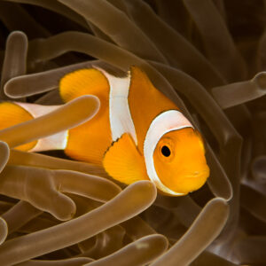 False clown anemonefish in profile among brown anemone tentacles, Misool, Raja Ampat, Indonesia