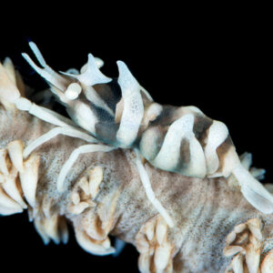 Zanzibar whip coral shrimp on a pale whip coral against black, Misool, Raja Ampat, Indonesia