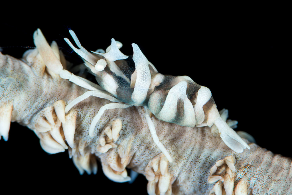Zanzibar whip coral shrimp on a pale whip coral against black, Misool, Raja Ampat, Indonesia
