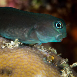 Black coralblenny resting on a hard coral head, Misool, Raja Ampat, Indonesia