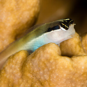 Banda coralblenny perched on a hard coral, side view, Misool, Raja Ampat, Indonesia