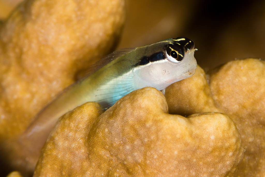 Banda coralblenny perched on a hard coral, side view, Misool, Raja Ampat, Indonesia