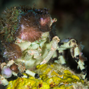 Corallimorph decorator crab on a yellow sponge, Misool, Raja Ampat, Indonesia