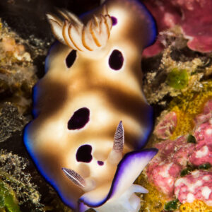 Leopard chromodoris with large dark spots and raised gills, vertical, Misool, Raja Ampat, Indonesia
