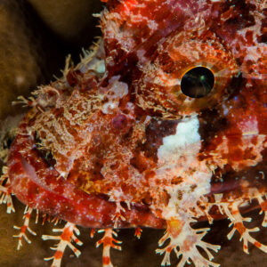 Red tasseled scorpionfish head close-up on hard coral, Misool, Raja Ampat, Indonesia