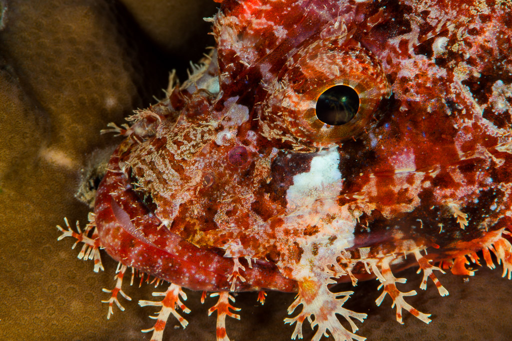 Red tasseled scorpionfish head close-up on hard coral, Misool, Raja Ampat, Indonesia