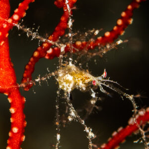 Hydroid-covered decorator crab on a red sea fan, Misool, Raja Ampat, Indonesia