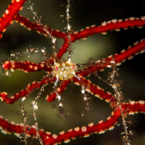 Decorator crab centered in a red sea fan, vertical framing, Misool, Raja Ampat, Indonesia