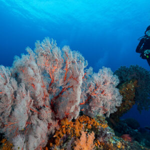 Woman diver beside a pink sea fan on the reef, Misool, Raja Ampat, Indonesia