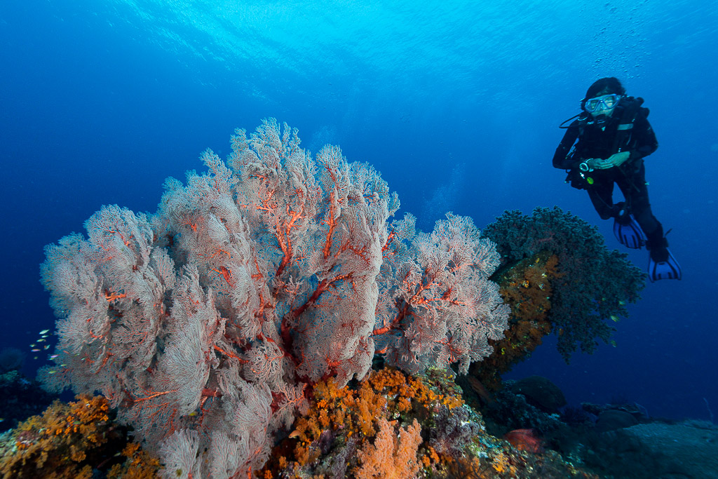 Woman diver beside a pink sea fan on the reef, Misool, Raja Ampat, Indonesia