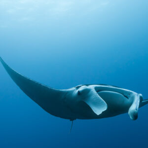 Reef manta ray seen from below, banking in the blue, Misool, Raja Ampat, Indonesia
