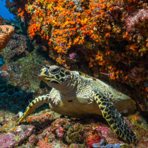Tortue imbriquée au repos sous un surplomb encroûté d'orange, Misool, Raja Ampat, Indonésie
