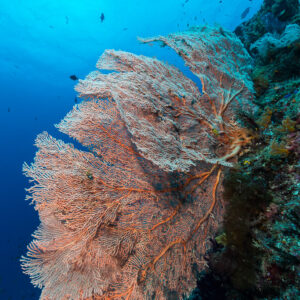 Salmon-pink sea fan on a reef wall, vertical, Misool, Raja Ampat, Indonesia