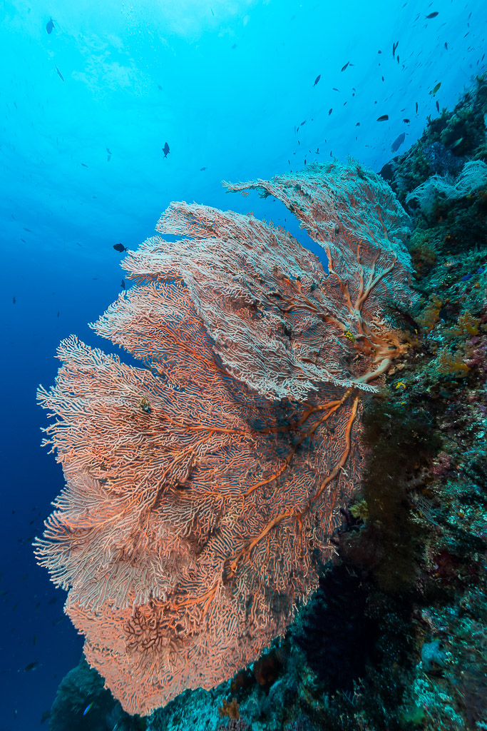 Salmon-pink sea fan on a reef wall, vertical, Misool, Raja Ampat, Indonesia