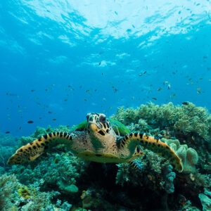 Tortue imbriquée nageant vers l'objectif au-dessus d'un récif corallien, Misool, Raja Ampat, Indonésie