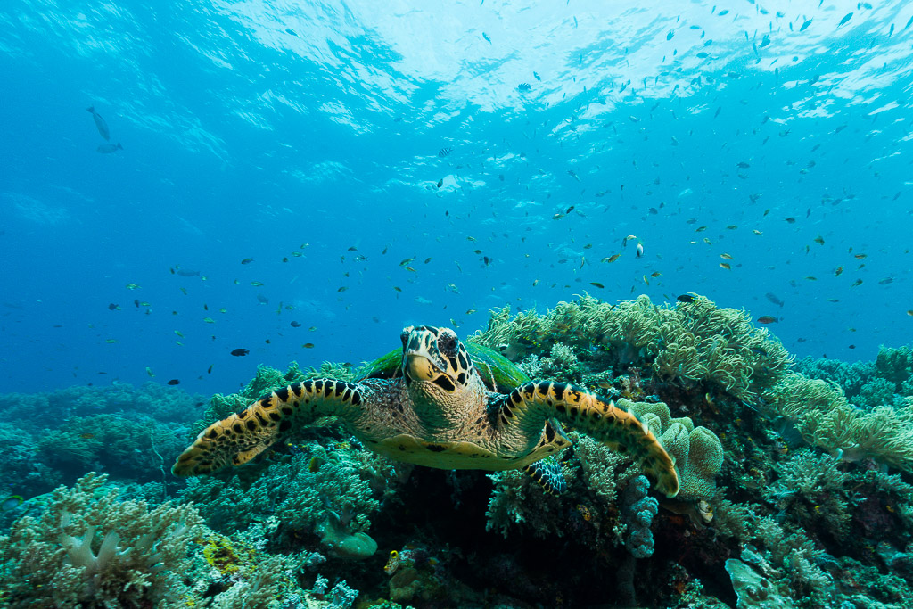 Tortue imbriquée nageant vers l'objectif au-dessus d'un récif corallien, Misool, Raja Ampat, Indonésie