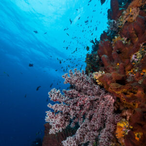 Corail mou rose et éponges rouges sur une paroi ensoleillée, cadrage vertical, Misool, Raja Ampat, Indonésie