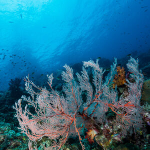 Pale pink sea fan below the surface, vertical, Misool, Raja Ampat, Indonesia