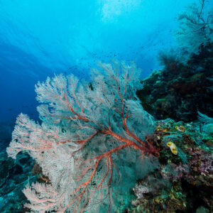 White sea fan with red branches on a reef slope, vertical, Misool, Raja Ampat, Indonesia