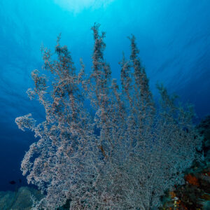 Lilac sea fan backlit by the sun, vertical, Misool, Raja Ampat, Indonesia