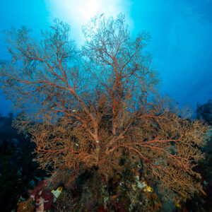 Large orange sea fan backlit by a sunburst, Misool, Raja Ampat, Indonesia