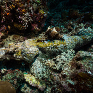 Crocodile flathead camouflaged on the reef, full body, Misool, Raja Ampat, Indonesia