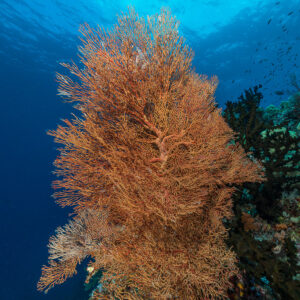 Orange-brown sea fan on a blue reef wall, vertical, Misool, Raja Ampat, Indonesia