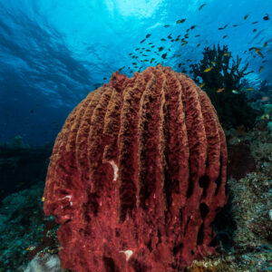 Red barrel sponge on a reef slope below the surface, vertical, Misool, Raja Ampat, Indonesia