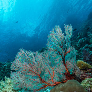 Pale sea fan with red stems above a coral head, vertical, Misool, Raja Ampat, Indonesia