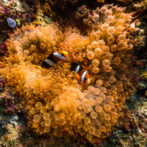 Clark's anemonefish pair in an orange bubble-tip anemone, Misool, Raja Ampat, Indonesia