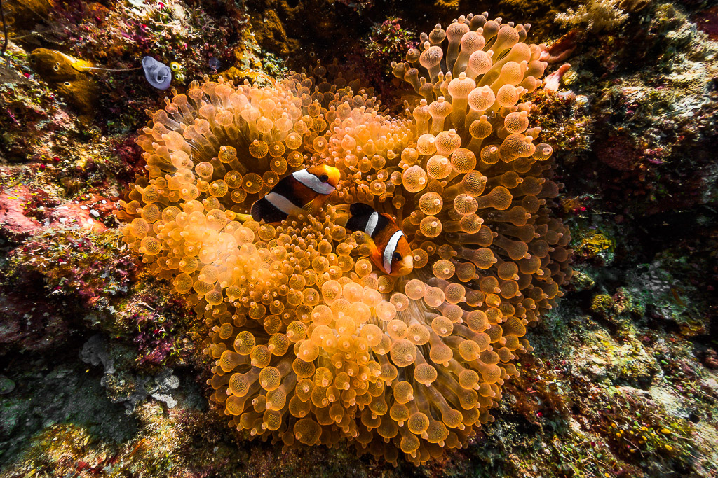Clark's anemonefish pair in an orange bubble-tip anemone, Misool, Raja Ampat, Indonesia