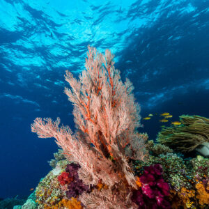 Pink sea fan on a coral pinnacle below the surface, vertical, Misool, Raja Ampat, Indonesia