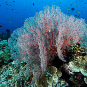 Large pink sea fan on a reef top surrounded by fish, Misool, Raja Ampat, Indonesia