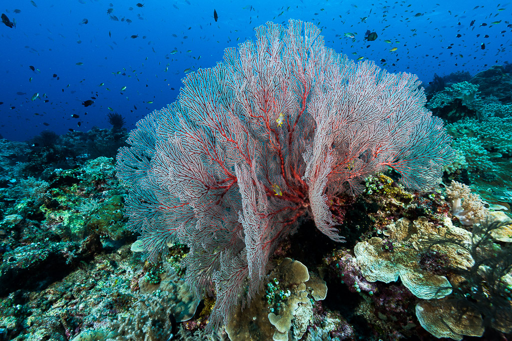 Large pink sea fan on a reef top surrounded by fish, Misool, Raja Ampat, Indonesia