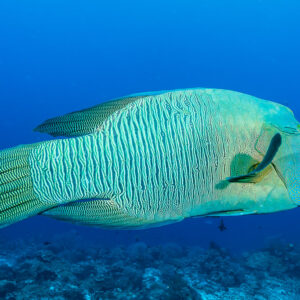 Humphead wrasse swimming in profile over the reef, Misool, Raja Ampat, Indonesia