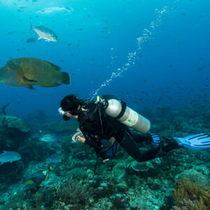 Diver watching a humphead wrasse over the reef, Misool, Raja Ampat, Indonesia