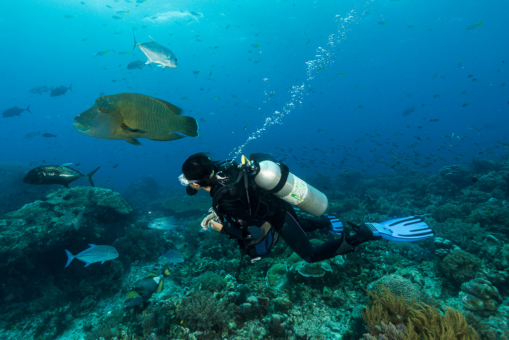 Diver watching a humphead wrasse over the reef, Misool, Raja Ampat, Indonesia