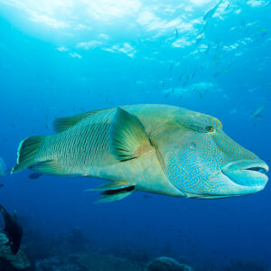 Humphead wrasse close-up below the surface, three-quarter view, Misool, Raja Ampat, Indonesia