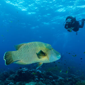 Humphead wrasse with a diver in the background, Misool, Raja Ampat, Indonesia