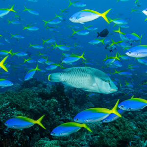 Humphead wrasse among a school of yellowtail fusiliers, Misool, Raja Ampat, Indonesia