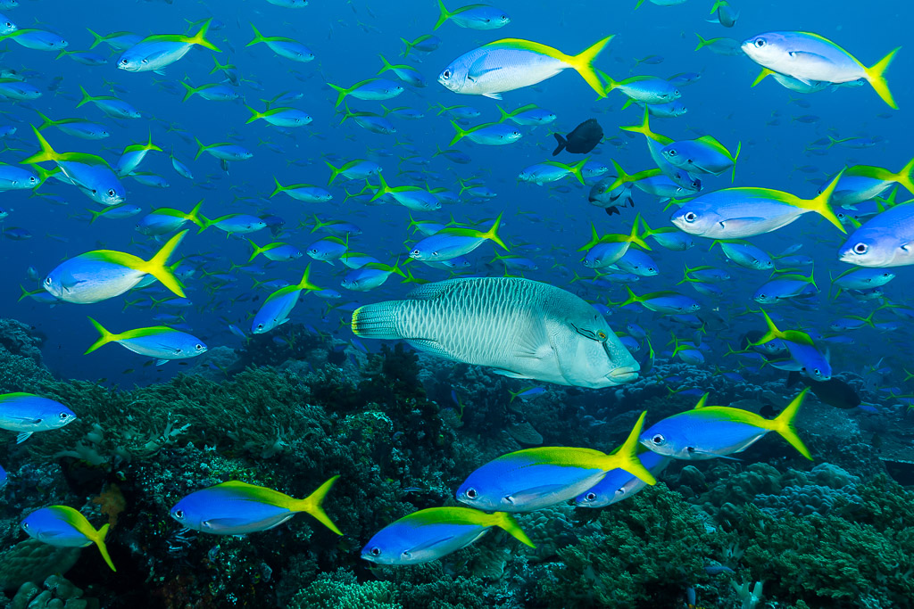 Humphead wrasse among a school of yellowtail fusiliers, Misool, Raja Ampat, Indonesia