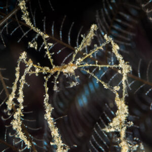 Spindly decorator crab covered in debris on a feathery hydroid, vertical, Misool, Raja Ampat, Indonesia
