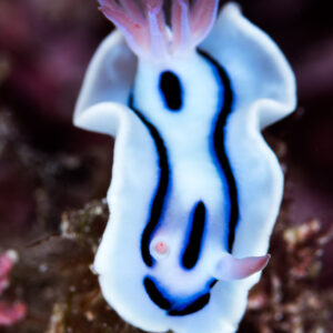 Chromodoris lochi nudibranch seen from above with pink gills, vertical, Misool, Raja Ampat, Indonesia