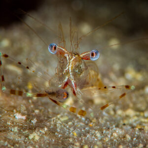 Transparent shrimp with banded legs and blue eyes, frontal close-up, Misool, Raja Ampat, Indonesia