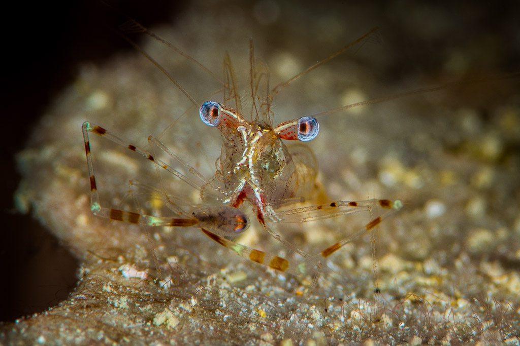 Transparent shrimp with banded legs and blue eyes, frontal close-up, Misool, Raja Ampat, Indonesia
