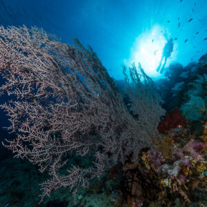 Giant sea fan with a diver silhouetted in the sunburst, Misool, Raja Ampat, Indonesia